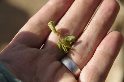 Phyllanthus botryanthus, photographed by Eric Knight