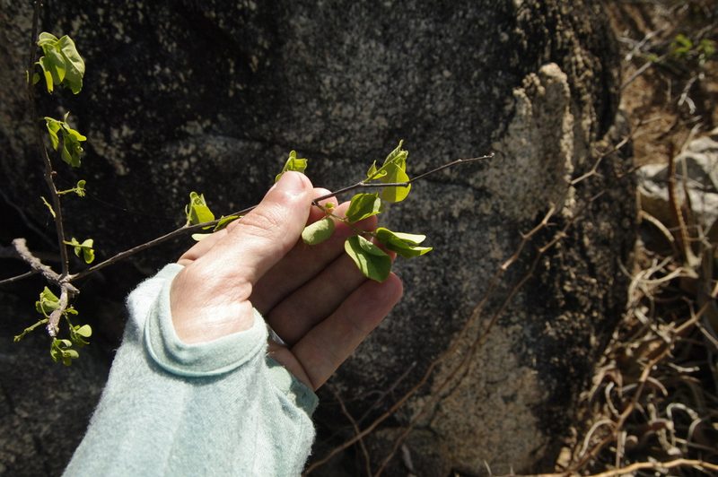 Phyllanthus botryanthus, photographed by Eric Knight