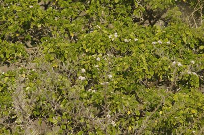 Guaiacum officinale, photographed by Eric Knight