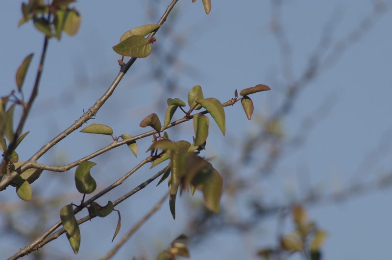 Bursera karsteniana, photographed by Eric Knight