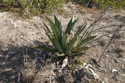 Agave vivipara, photographed by Eric Knight