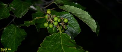 Hovenia dulcis, photographed by Kim, Hyun-tae