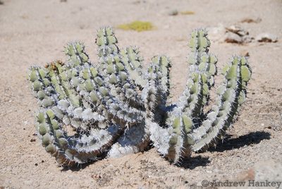 Euphorbia virosa, photographed by Andrew Hankey