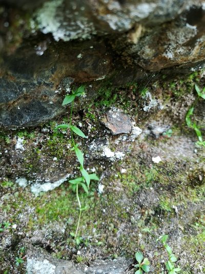 Stellaria borealis, photographed by Eva Lieungh