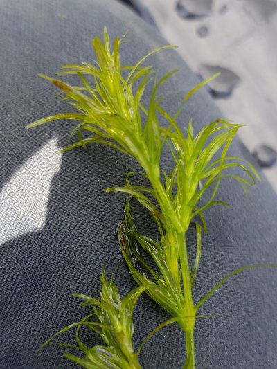 Najas flexilis, photographed by Sarah Johnson