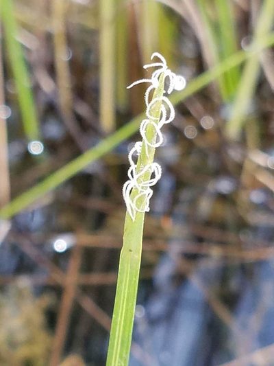 Eleocharis robbinsii, photographed by Sarah Johnson
