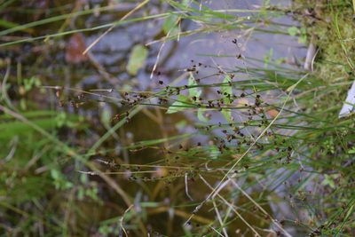 Juncus alpinoarticulatus, photographed by Natalya Ivanova