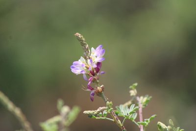 Dalea bicolor, photographed by José Belem Hernández Díaz