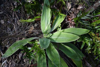Celmisia hookeri, photographed by John Barkla