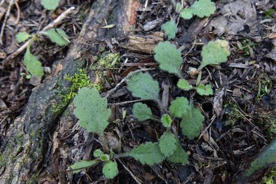 Lagenophora pinnatifida, photographed by John Barkla