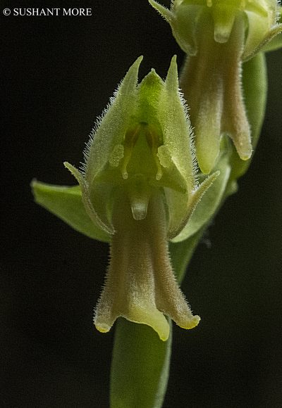 Habenaria barbata, photographed by S.MORE