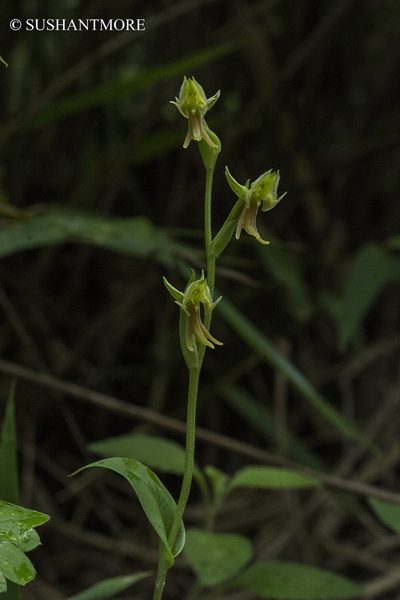 Habenaria barbata, photographed by S.MORE
