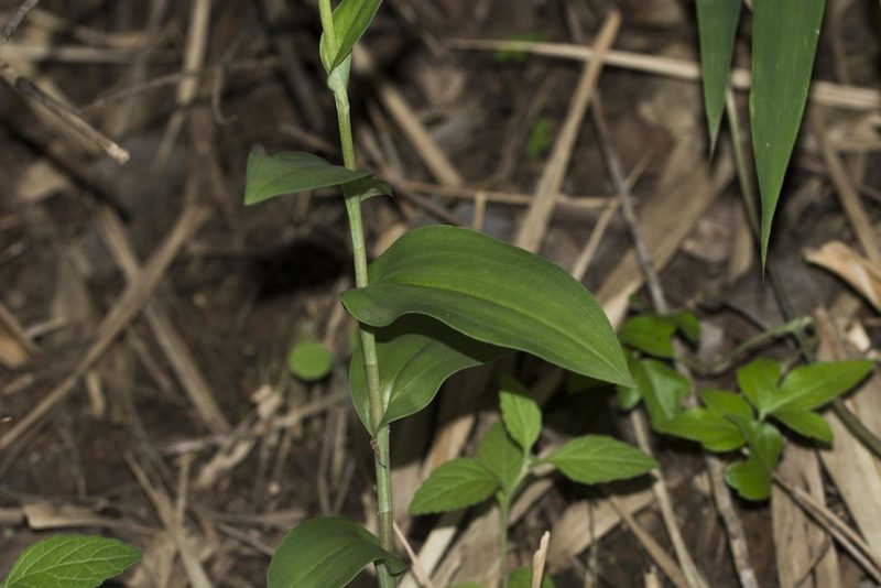 Habenaria barbata, photographed by S.MORE
