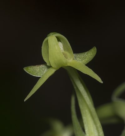 Habenaria furcifera, photographed by S.MORE