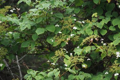 Hydrangea petiolaris, photographed by harum.koh