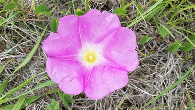 Ipomoea hartwegii, photographed by Alan Rockefeller