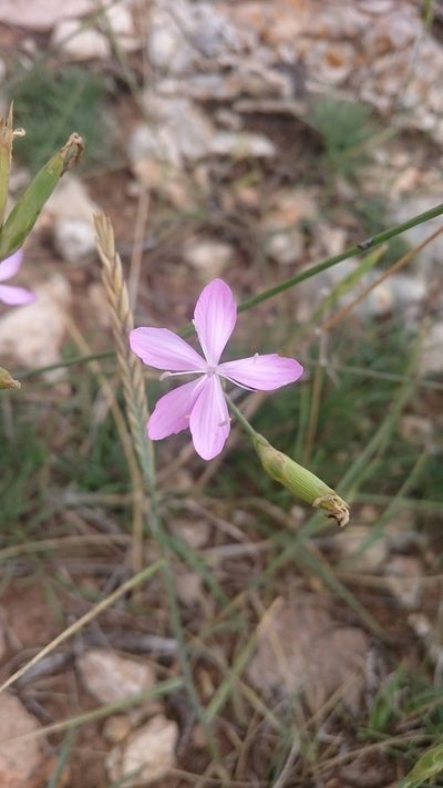 Dianthus ciliatus, photographed by Niels Raes