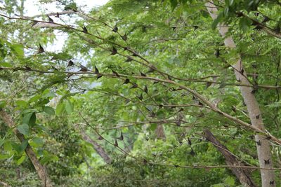 Vachellia hindsii, photographed by Viacheslav Shalisko