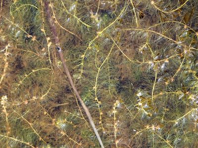 Myriophyllum farwellii, photographed by Allan Harris