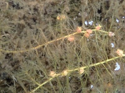 Myriophyllum farwellii, photographed by Allan Harris