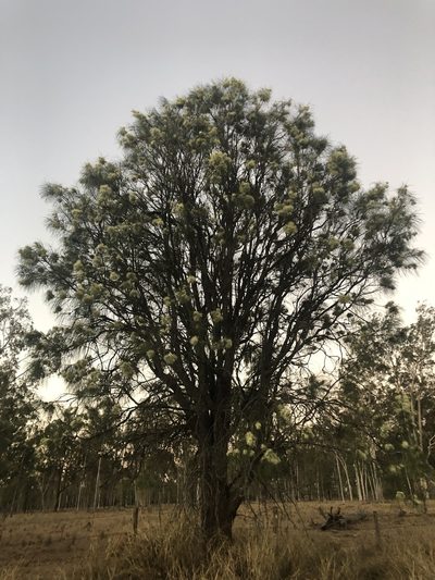 Hakea lorea, photographed by Tony Eales