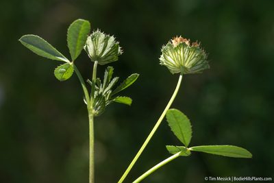 Trifolium cyathiferum, photographed by Tim Messick