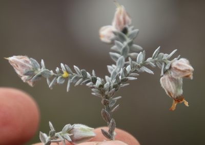 Amphithalea tomentosa, photographed by Tony Rebelo