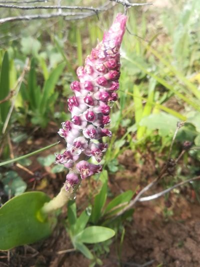 Lachenalia suaveolens, photographed by Noeleen du Toit