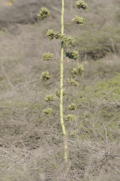 Agave karatto, photographed by Eric Knight