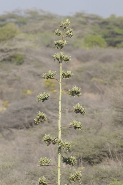 Agave karatto, photographed by Eric Knight