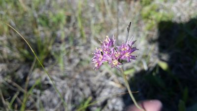 Allium stellatum, photographed by Chris Friesen