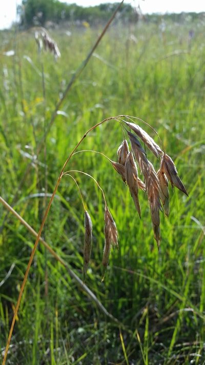 Bromus porteri, photographed by Chris Friesen
