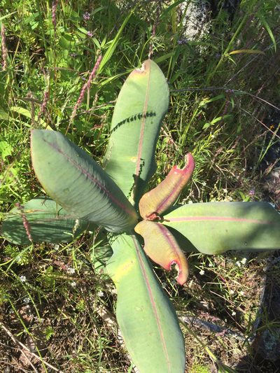 Asclepias mirifica, photographed by Enrique Martínez Núñez