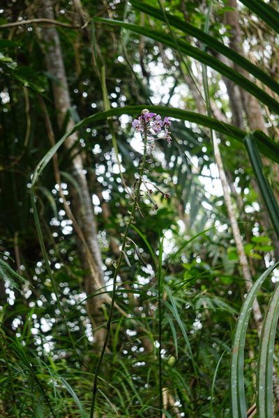 Spathoglottis pacifica, photographed by Maheva B Laursen