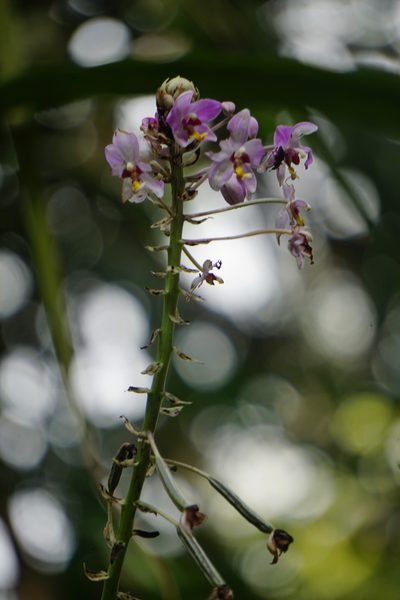 Spathoglottis pacifica, photographed by Maheva B Laursen