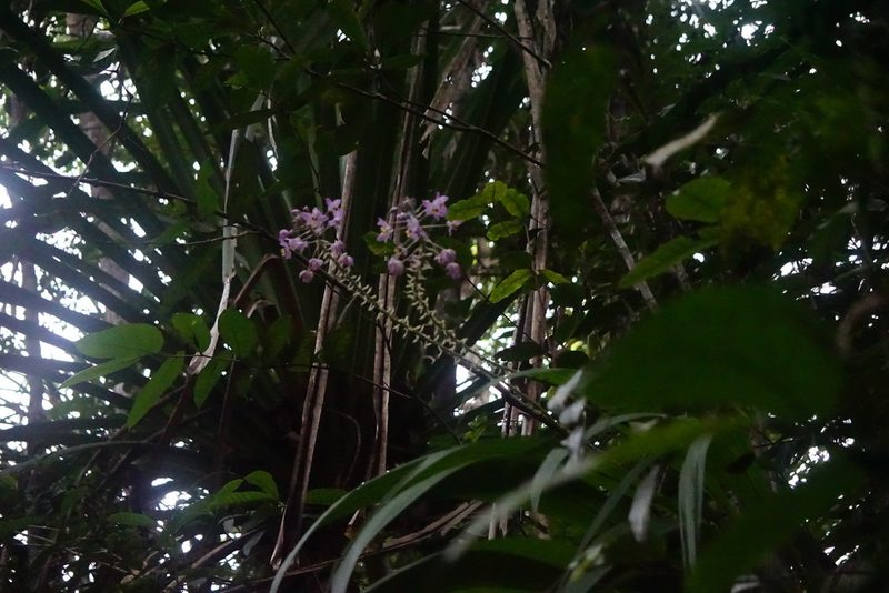 Spathoglottis pacifica, photographed by Maheva B Laursen