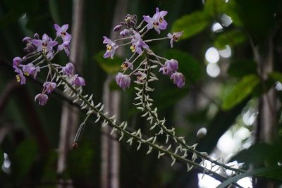 Spathoglottis pacifica, photographed by Maheva B Laursen