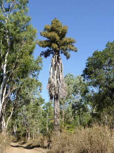 Corypha utan, photographed by Andrew Thornhill