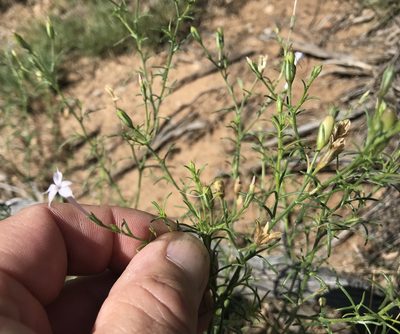 Ipomopsis laxiflora, photographed by Northcut
