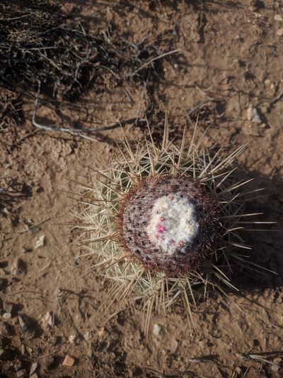 Melocactus macracanthos, photographed by Eric Knight
