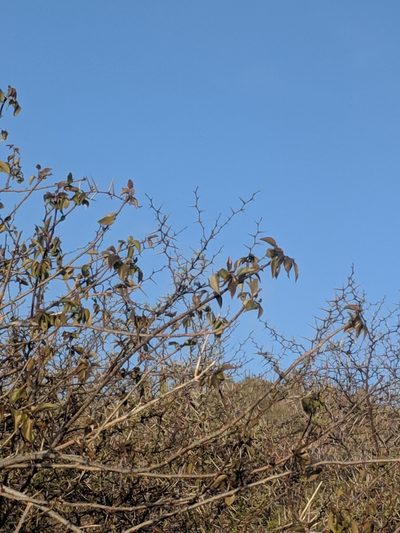Bursera karsteniana, photographed by Eric Knight