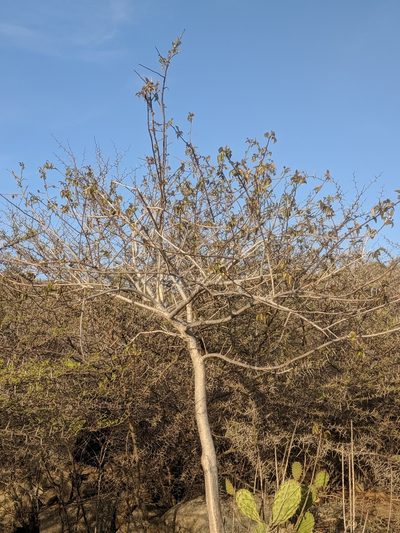 Bursera karsteniana, photographed by Eric Knight
