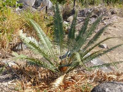 Cycas media, photographed by Andrew Thornhill
