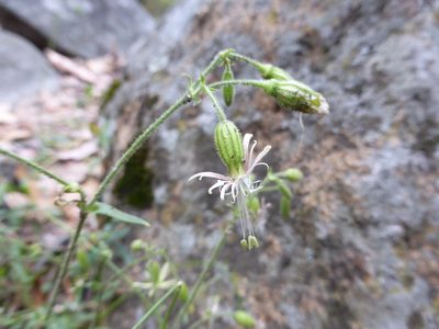 Silene lemmonii, photographed by Andrew Thornhill