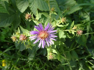 Canadanthus modestus, photographed by mfeaver