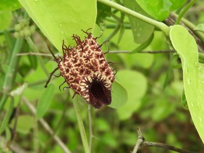 Aristolochia taliscana, photographed by Francisco Farriols Sarabia
