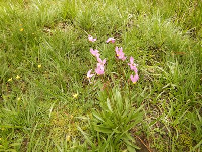 Primula jeffreyi, photographed by stinger