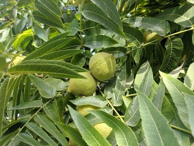 Juglans hindsii, photographed by Zoltán Stekkelpak