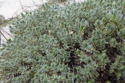 Pimelea lyallii, photographed by John Barkla