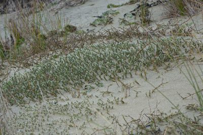 Pimelea lyallii, photographed by John Barkla
